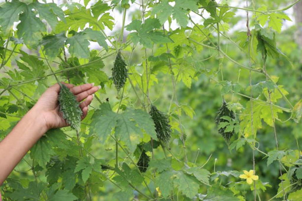 Health benefits of bitter melon