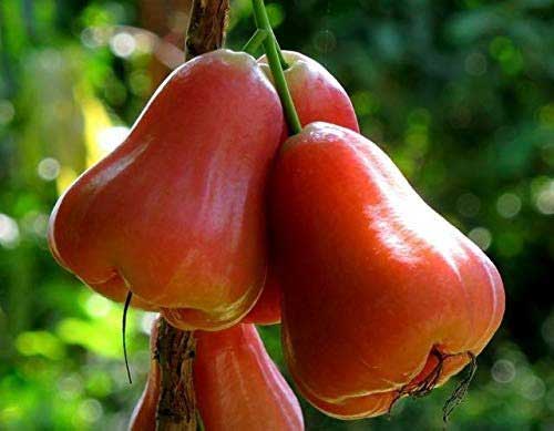 Eat Rose Apple to get relief from the summer heat