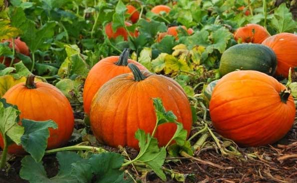 Cultivation methods of pumpkin