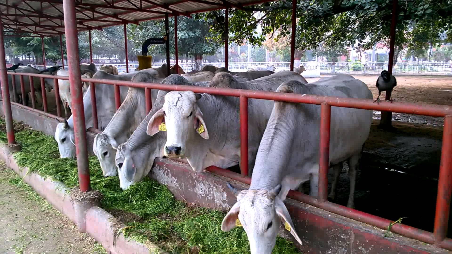 പശുവിന്റെ ഫാം