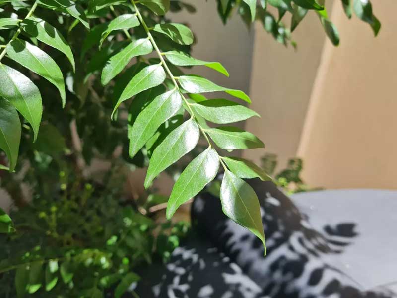 Two drops of vinegar is enough to grow curry leaves tree without shedding  leaves