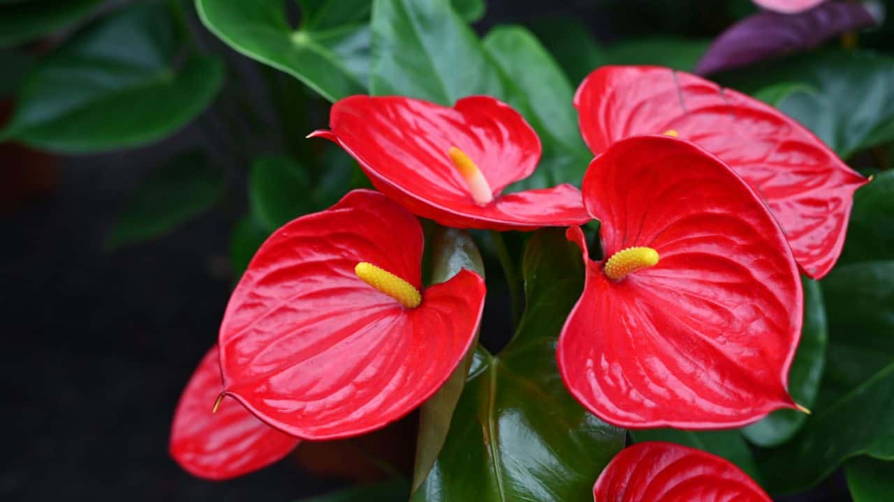 Anthurium