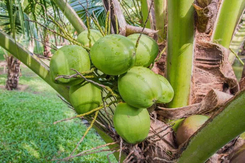 coconut tree