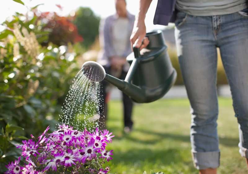 Watering the plants in the morning and evening can obtain these benefits