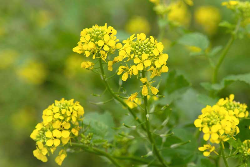 How to cultivate mustard easily