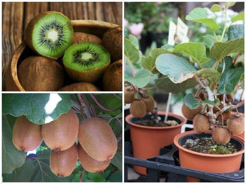 How to grow kiwi at home?