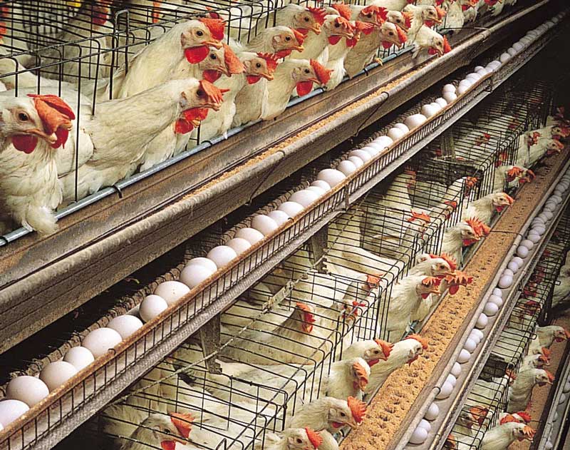 Here are some tips to help you make a successful poultry farming business