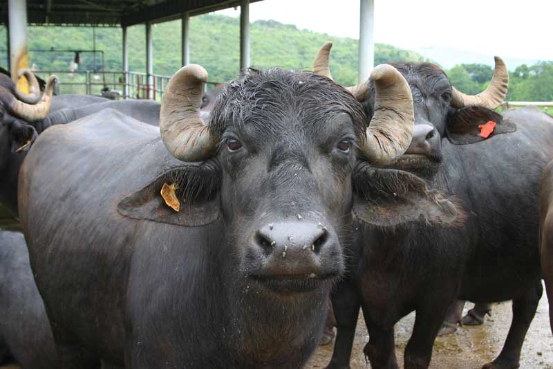 Details about Buffalo species suitable for Kerala