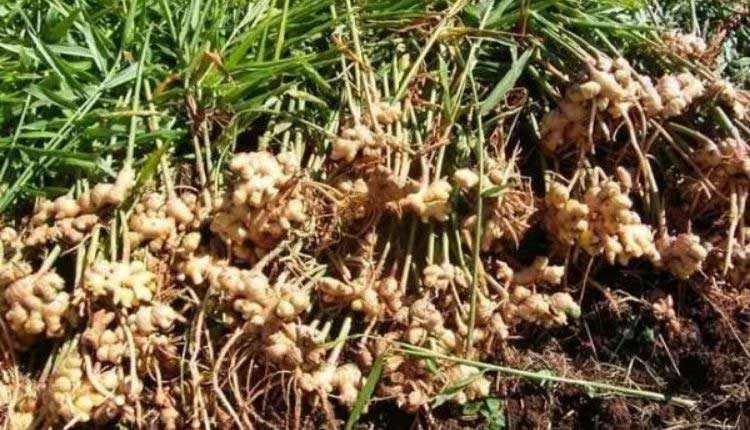 Things to do to get more yield in ginger cultivation