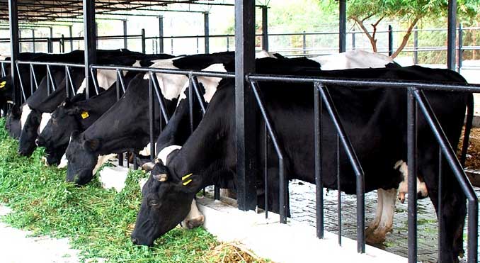How to select cows to make dairy farming profitable?