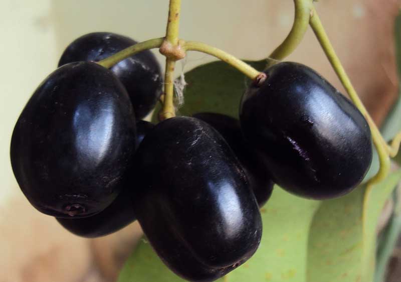 How to grow Malabar plum