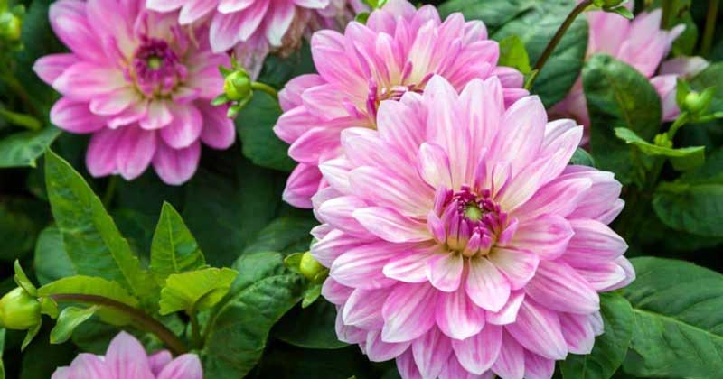 Dahlia plant will flower well if this fertilizer is applied