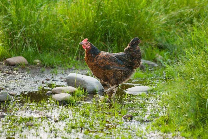 How to take care of chickens during the rainy season?