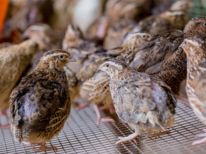 Quail Farming