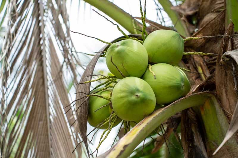 How to make Coconut Farming Profitable