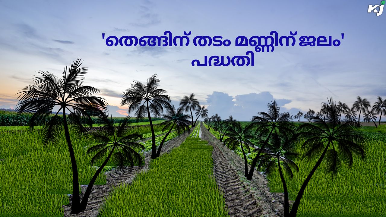 'തെങ്ങിന് തടം മണ്ണിന് ജലം' പദ്ധതിയുമായി ഹരിതകേരളം മിഷൻ