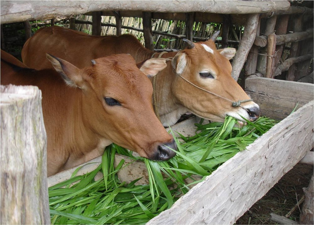 തീറ്റപ്പുൽ