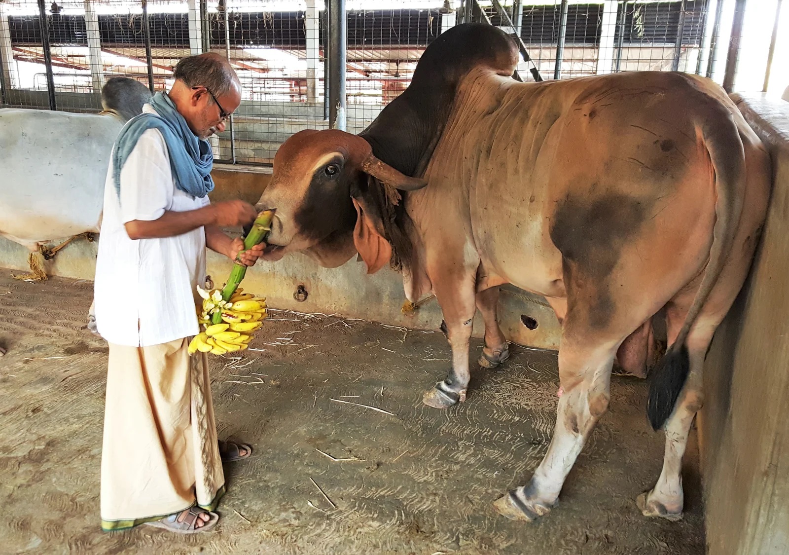 സമീകൃത കാലിത്തീറ്റ