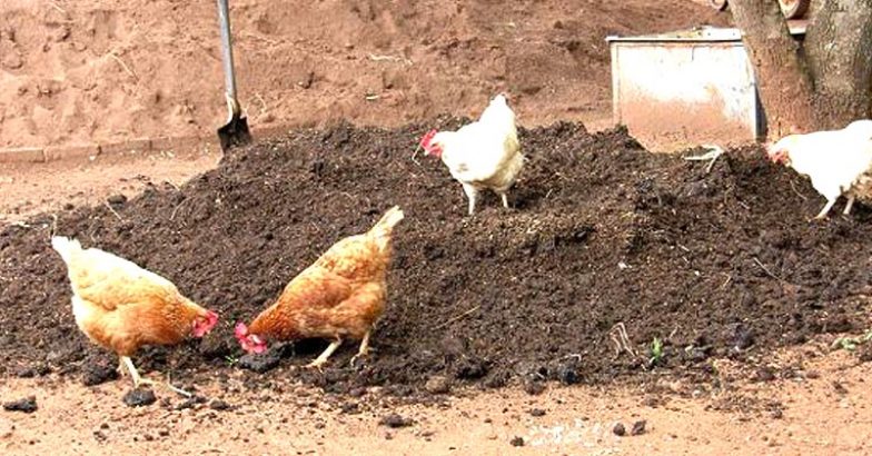 poultry waste composting