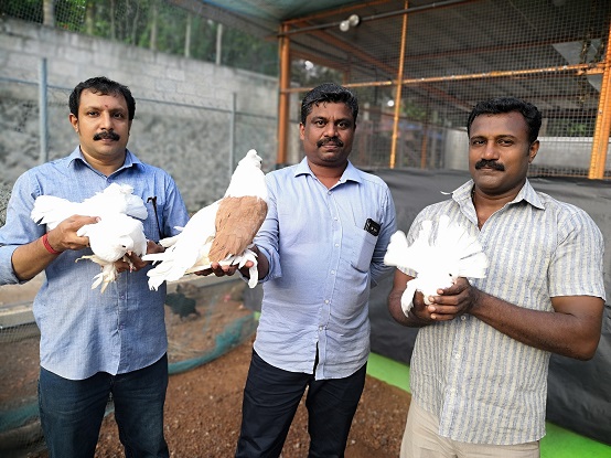 pigeon farming