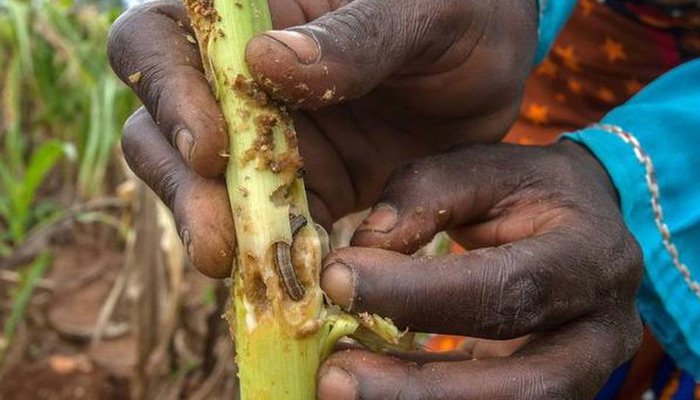 new pests threat to food security