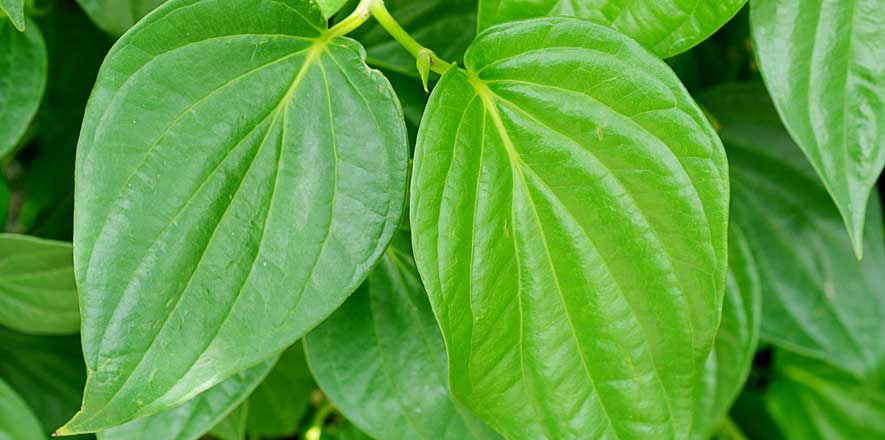 Tirur betel leaf