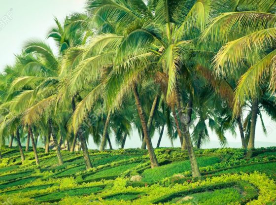 coconut farming