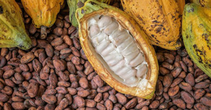 cocoa pulp
