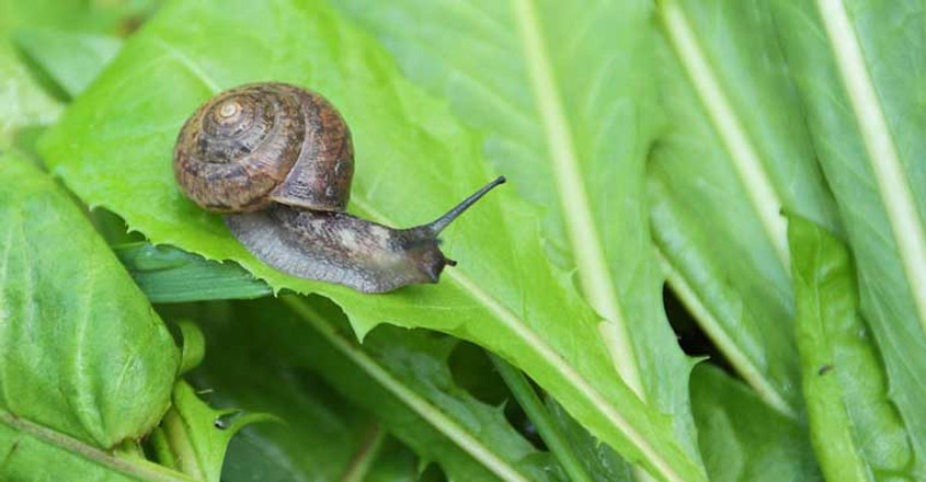 African snail