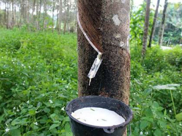 rubber tapping