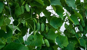Ivy Gourd