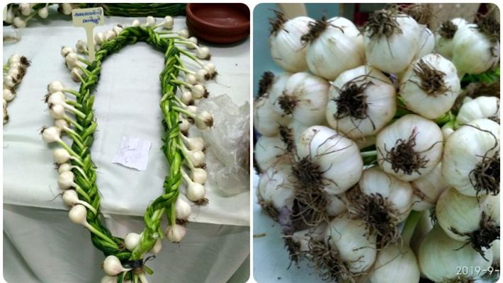 Garlic exhibition