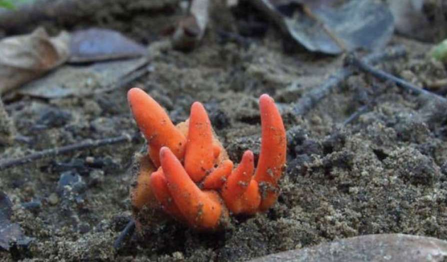 Deadly fungus found in Australia