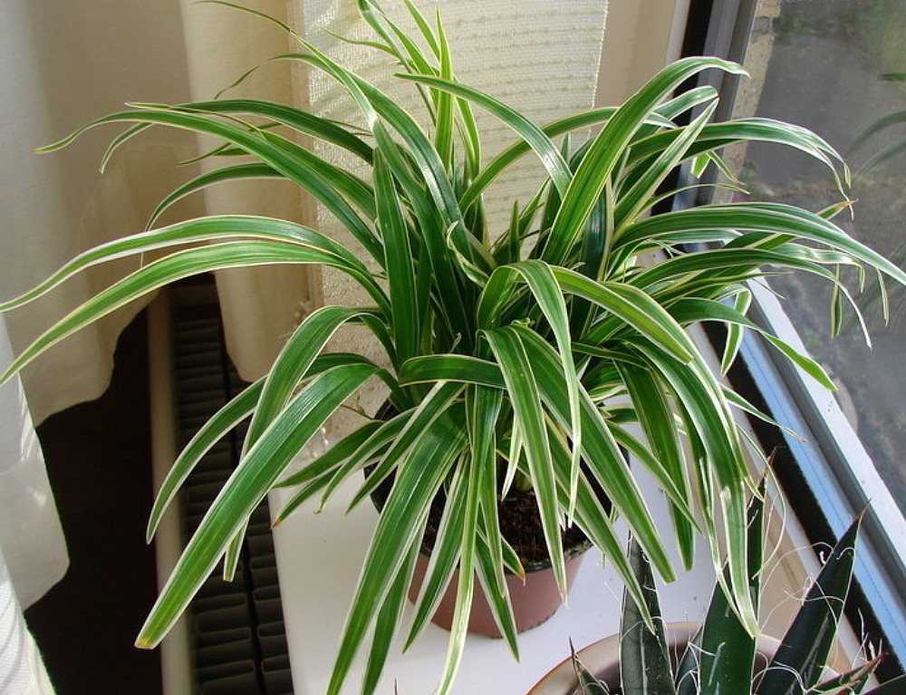spider plant indoor plant