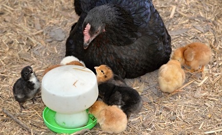 water for hen
