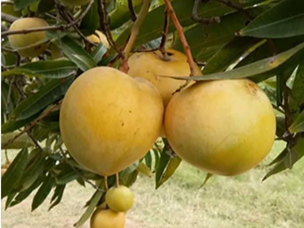 kuttiyattoor mango