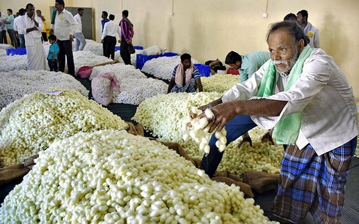 cocoon farmer