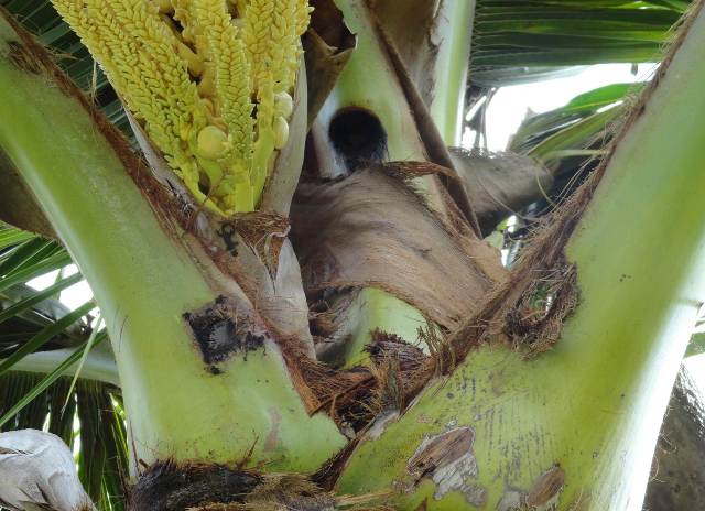 Affected coconut plant