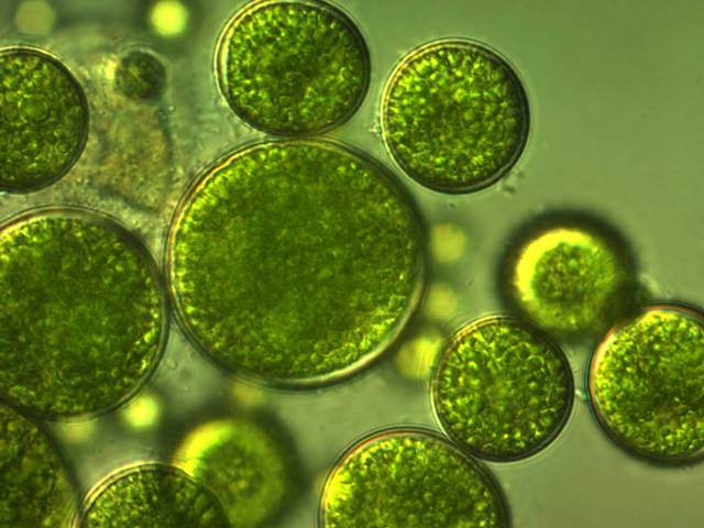 Marine micro algae
