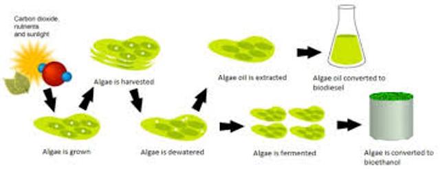 Algae as biofuel