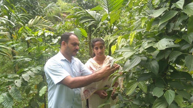Jacob and his wife Reeja  at their pepper plantation