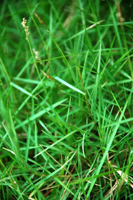 Burmuda grass