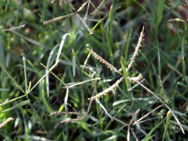 Bhama grass