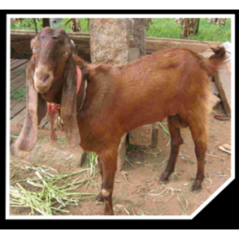 Jamna Pyari goat