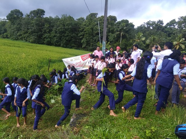 Students' visit to paddy field -practical know how on farming