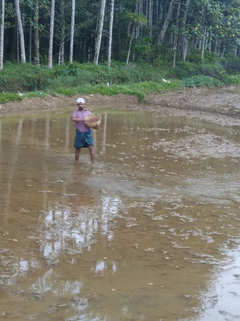 Justin in his paddy field