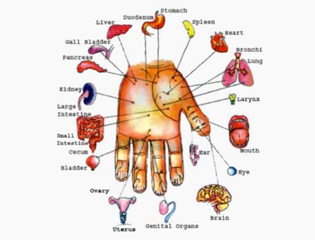 Image showing the relation of hand with body organs