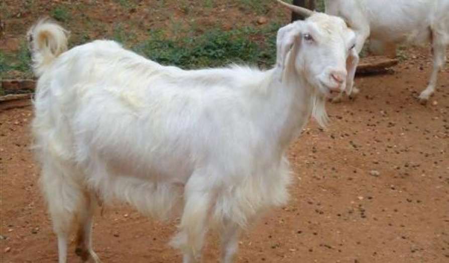 malabari goat