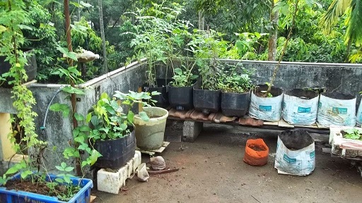 kitchen garden