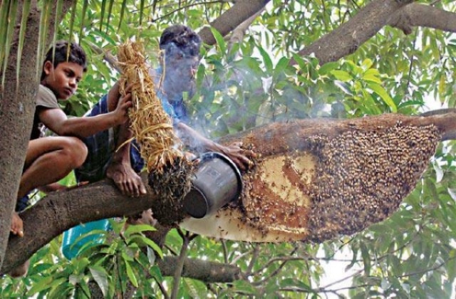 Traditional honey hunting in sunderbans